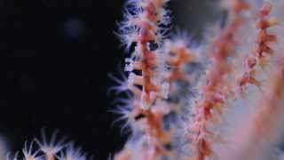 Astrogorgia sp nonphotosynthetic gorgonian [upl. by Nirtiak]