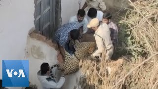 Officials Catch Stray Leopard in Indian Village [upl. by Fleece653]