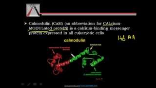 calmodulin [upl. by Calvinna]