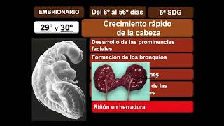 Segunda Parte del Periodo Embrionario [upl. by Ellis]