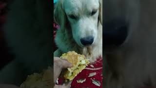 golden retriever Leo  samosa chor 😜Leo  Suman mathur ys7xq please subscrib kar lena ji [upl. by Juieta]