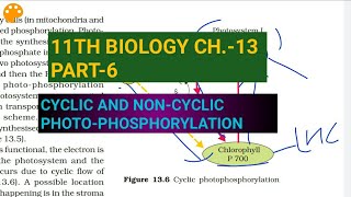 Class 11 BiologyCh13 Part6Cyclic amp noncyclic photophosphorylationStudy with Farru [upl. by Alyn]