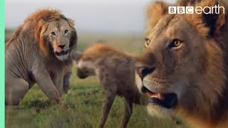 ONE HOUR of Amazing Animal Moments  BBC Earth [upl. by Dredi]