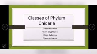 Classes of Phylum Cnidaria Class Hydrozoa Class Scyphozoa Class Cubozoa Class Anthozoa [upl. by Flower]