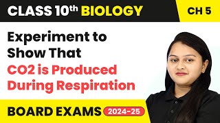 Experiment to Show That CO2 is Produced During Respiration  Class 10 Biology Chapter 5  CBSE 2024 [upl. by Bowler]