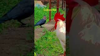 Kannula kallipal uuthuda😂😂🤣🤣kozhikoothugal funny comedy ytsvillagepets shortvideo yt [upl. by Durston56]