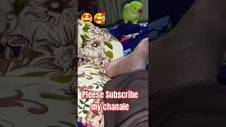 Parot birds fact2chop pets funny cat aakashsahil0000 [upl. by Bik]