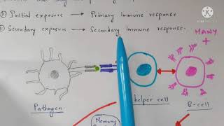 Memory cells  Memory B cells  Memory T cells  Function  Production  Bio science [upl. by Airamesor]