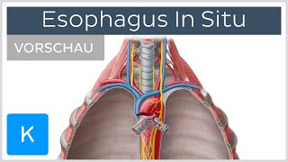 Ösophagus Lage und Funktion der Speiseröhre Vorschau  Kenhub [upl. by Waller966]