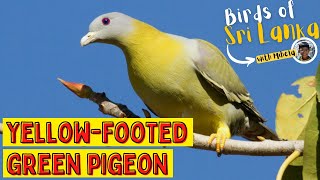 YELLOWFOOTED GREEN PIGEON  Birds of Sri Lanka with Mihela  aka YellowLegged  Sound  Call [upl. by Nanam]