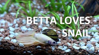 Zebra Nerite Snail  Beginner Guide [upl. by Pliner403]