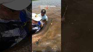 arapaima o paiche Monstruo en Amazonas 🇧🇴 en Jungle Fishing camps fishing fish bigfish [upl. by Sidoeht654]