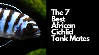 The 7 Best African Cichlid Tank Mates 🐟 [upl. by Ansley485]