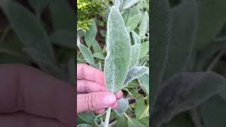 Lamb’s Ear Stacys Byzantina  Herb Gardening [upl. by Tompkins]