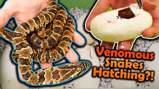 Baby False Water Cobras Hatching 2023 [upl. by Alletnahs]