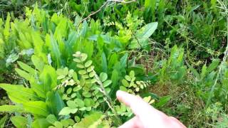 Permaculture Food Forest Tour  Part 2 Terrace Garden 5102016 [upl. by Nathaniel]