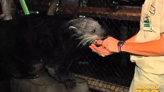 quotMelonquot Binturong at Brookfield Zoo [upl. by Carolann]