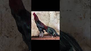 High Rated 🔥aseelmurga seval rooster trending youtubeshorts youtube viralvideo [upl. by Haney]