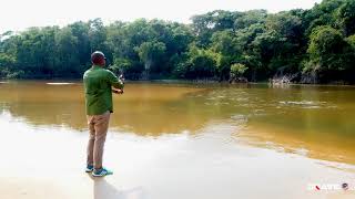 Peacock Bass Fishing with Guerrero Topwater lure [upl. by Ahsinav810]