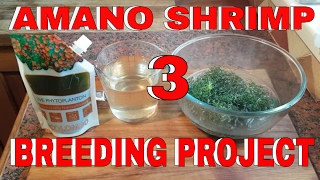 Amano Breeding Project [upl. by Cnut]