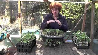 What to do in the garden in April part 3 strawberry planter staking perennials and potato time [upl. by Tedder669]