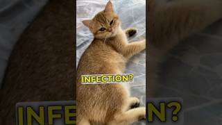 CAT EYE INFECTION HOME REMEDY FAST RESULTS 🐈 catlover cats homeremedies [upl. by Aiciled747]