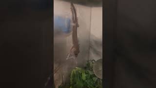 Crested Gecko at night Nocturnal easy to take care of Gecko 2024 shorts drockingfish [upl. by Delmar]