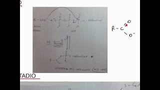 CORSO DI BIOCHIMICA  LEZIONE 29 DI 47  CATABOLISMO DEGLI ACIDI GRASSI  PARTE 2 [upl. by Farland]