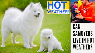 THE SAMOYED DOG  EVERYTHING ABOUT THE BREED FOR INDIAN 😍 [upl. by Aniryt]