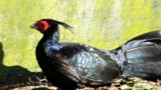 horsfields kalij pheasant pair at lindsay chrisps pheasantry [upl. by Lilah]