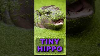 Tiny Titans 🦛 Amazing Facts about Pygmy Hippo [upl. by Tharp156]