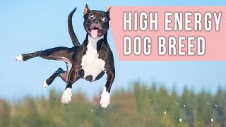 5 Best High Energy Dog Breeds [upl. by Rego269]