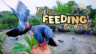 Hand Feeding Pigeons A Magical Rooftop Experience 🕊️  Cute Pigeons Enjoy Food on Hand pigeon [upl. by Aelahc815]