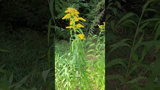 La Verge DOr le Meilleur Diurétique pour les Reins  Goldenrod the Best Diuretic for the Kidneys [upl. by Rramo]