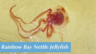 Rainbow Bay Nettle Jellyfish [upl. by Isdnil]