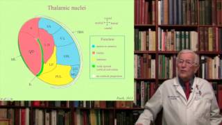 Lecture 8 The Thalamus Structure Function and Dysfunction [upl. by Ramsey733]