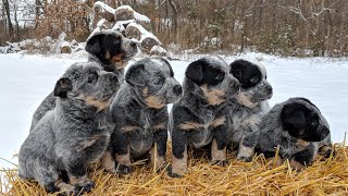 Australian cattle dog puppy exercise for 1 or 2 months old [upl. by Rot]