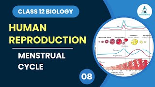 Menstrual Cycle  Human Reproduction  Class 12 Biology  Dhimans Biology  NEET [upl. by Faletti973]