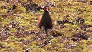 8 legged jacana [upl. by Lemuel488]