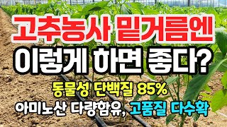 고추농사 밑거름엔 이렇게 하면 좋다 동물성 단백질 85 아미노산 다량함유 고품질 다수확 어분골드 [upl. by Dulcine866]