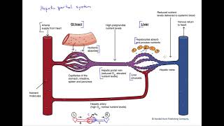 The hepatic portal system [upl. by Leahcim]