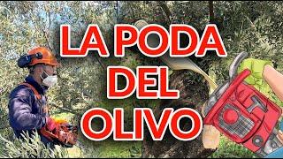 Manual de Poda de Olivar Ecológico  🌳 Asociación Tierra Verde 🌳 [upl. by Arej]