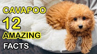 Cavapoo  12 Amazing Facts About Cavapoo Dog Breed [upl. by Sirama567]