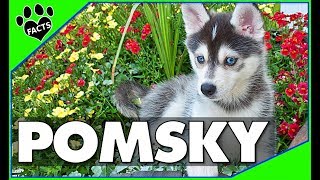 Pomeranian Husky Dogs 101  The Pomsky [upl. by Leitnahs]