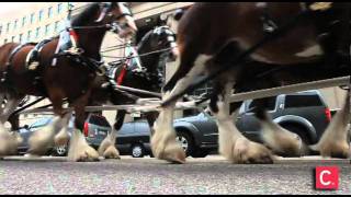 Clydesdales surprise downtowners [upl. by Enihpled]