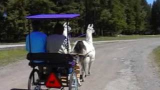 Leisurely Llama Drive in a State Park [upl. by Kitty658]