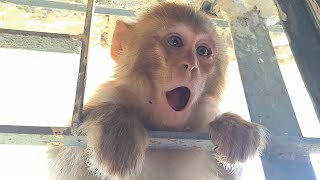 How monkey enter home  new trending cute monkey videos bandar kiki animals [upl. by Enyalahs]