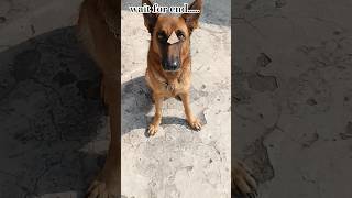 जर्मन शेफर्ड पप्पी डॉग सिट एंड स्टे ट्रेनिंगHOW TO TRAIN DOGshorts puppytraining short hindi [upl. by Thalia122]