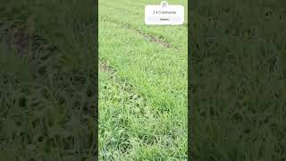 Herbicide agriculture farminglifeinanotherworld agriculturefarming [upl. by Ervin]