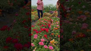 Pollination portulaca flower farm bonsaigarden nature gardening gardenflower portulacaflower [upl. by Yerrot202]